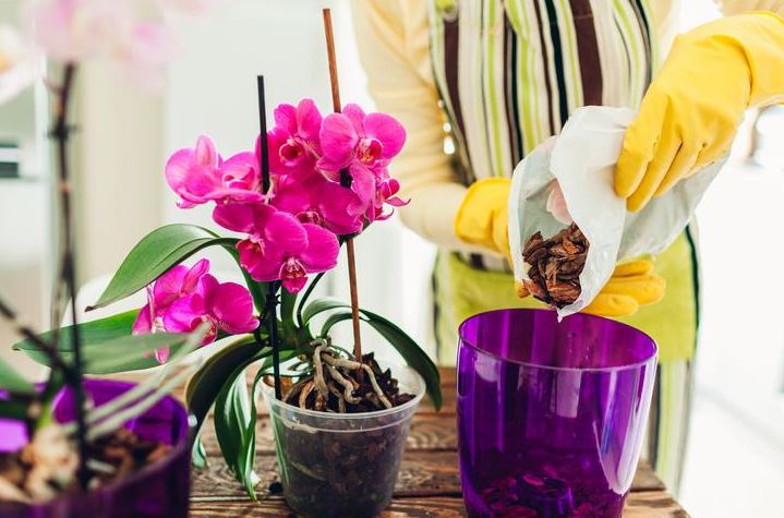 Fertilizantes para Orquídeas