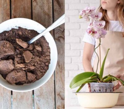 Abono de café para orquídeas