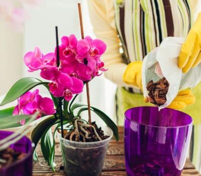Abono para Orquídeas