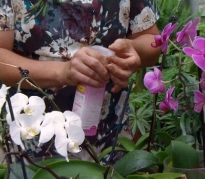Abono para Orquídeas para Florecer