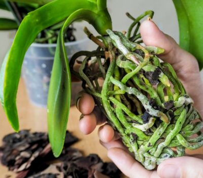 Abono para enraizar orquideas
