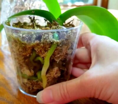 Vitaminas para Orquídeas