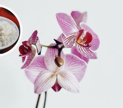 Abono Casero para Orquideas en Floracion