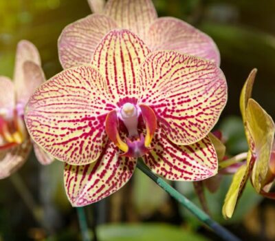 Orquídeas de Exterior