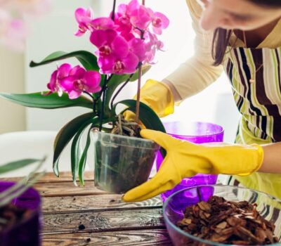 Abono Casero para Orquídeas Phalaenopsis