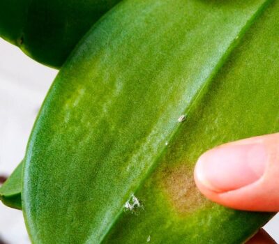 Enfermedades de las Orquídeas