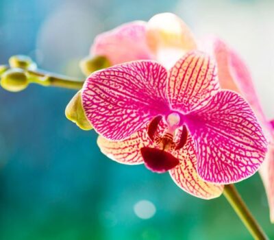 Abono foliar para orquideas