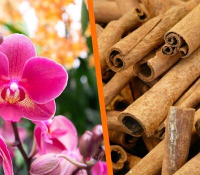 Abono Casero para Crecimiento de Orquídeas