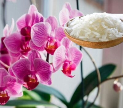 Abono de arroz para orquídeas: Una solución natural para el cuidado de tus plantas