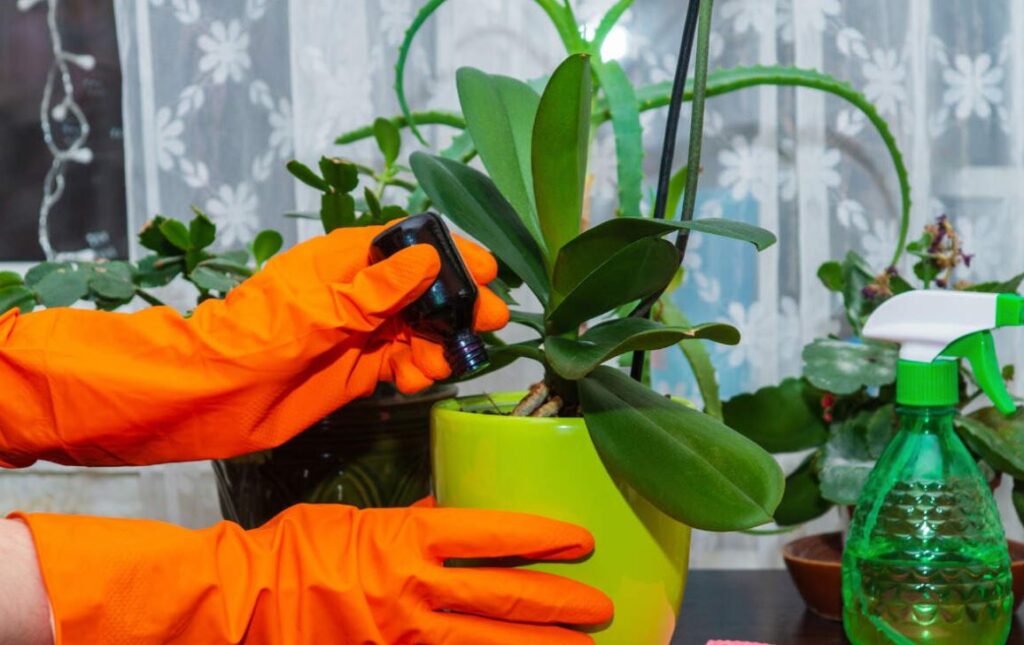 Fertilizantes para Orquídeas