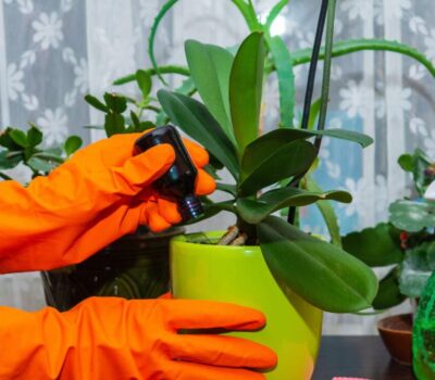 Fertilizantes para Orquídeas