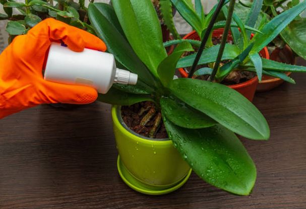 Fertilizantes para Orquídeas
