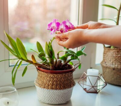 Abono natural para orquideas en macetas