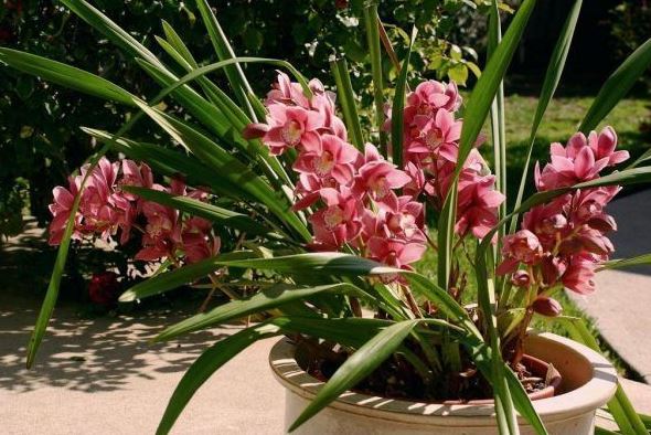 Orquídeas de exterior