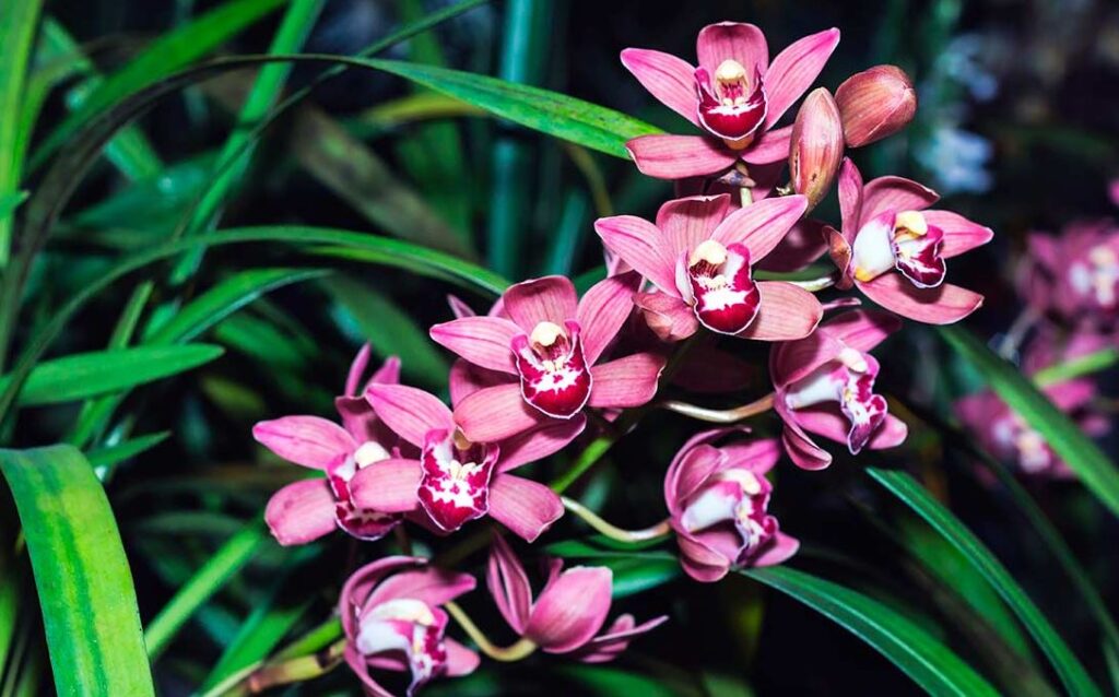 Orquídeas de exterior