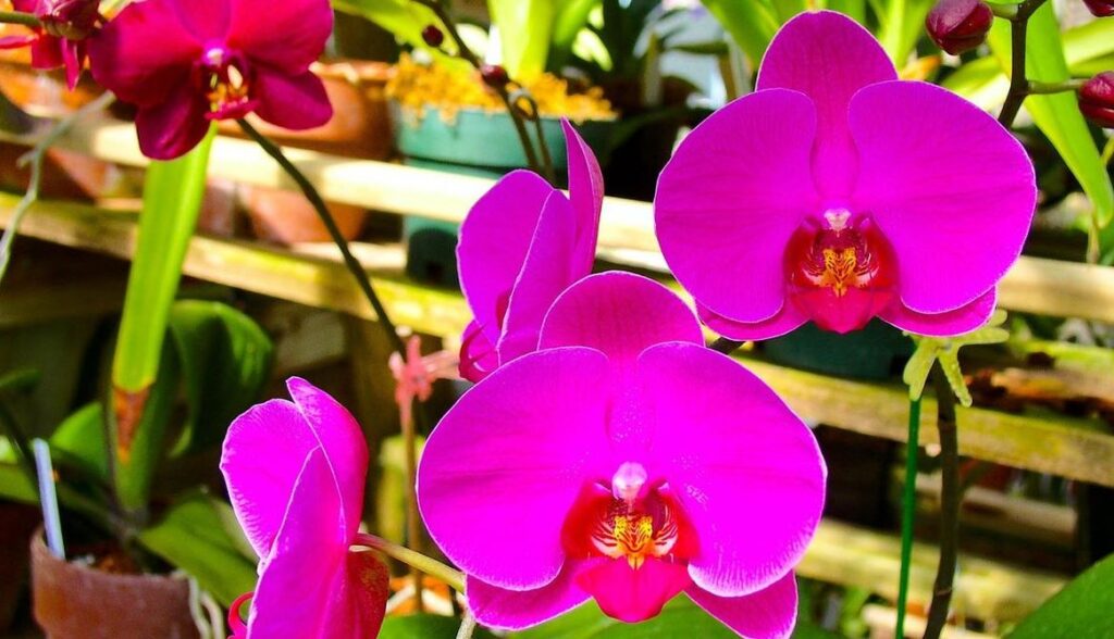 Orquídeas de exterior