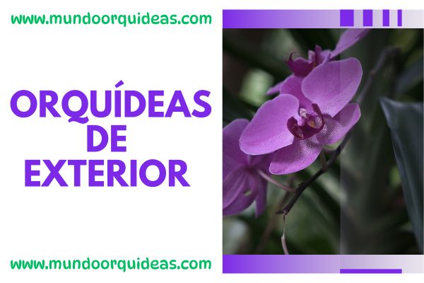 Orquídeas de exterior
