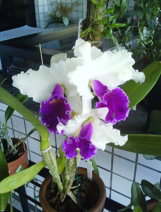 Orquídeas híbridas