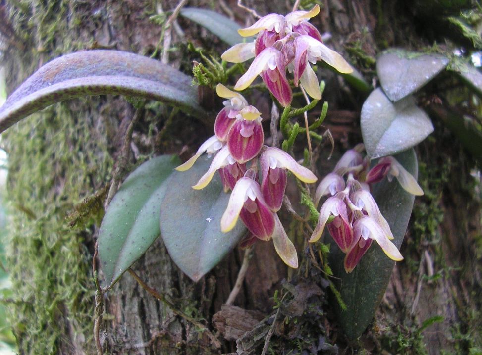 Orquídeas nativas