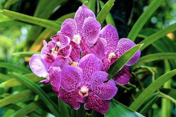 Orquídeas híbridas