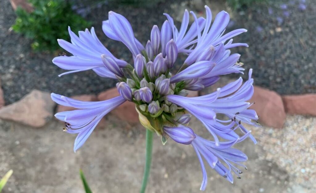 Azucena africana