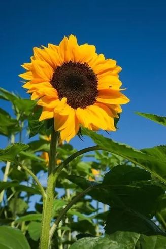 Girasoles gigantes