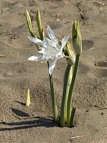 Azucena de mar