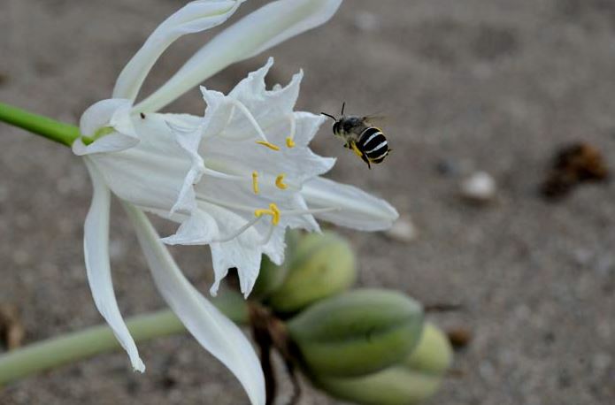 Azucena de mar