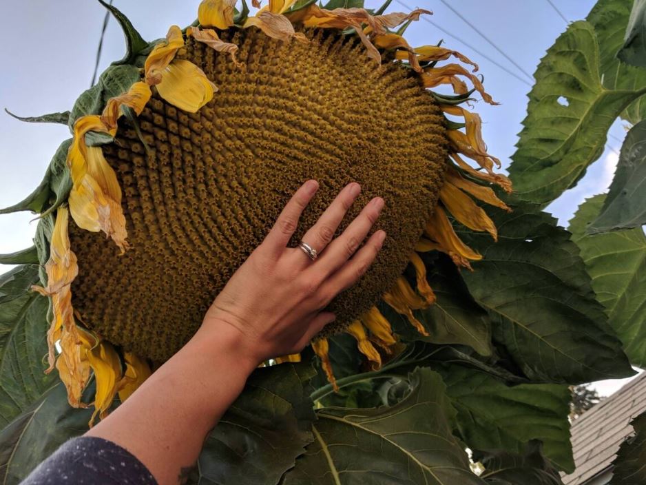 Girasoles gigantes