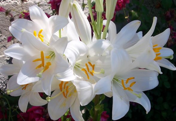 azucenas blancas