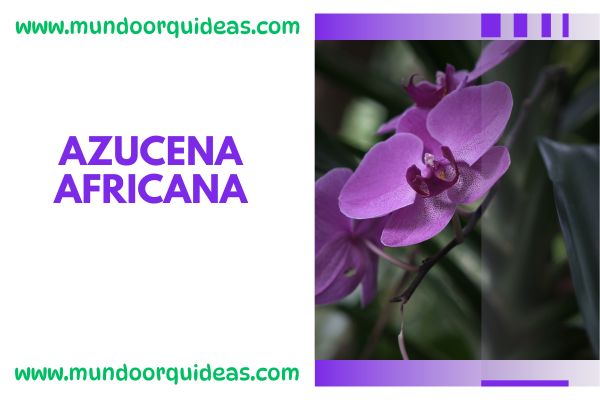 Azucena africana