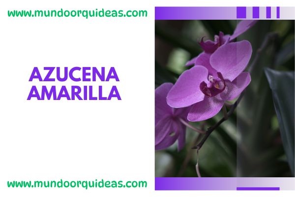 Azucena amarilla