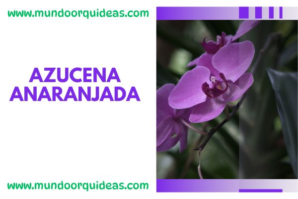 Azucena anaranjada