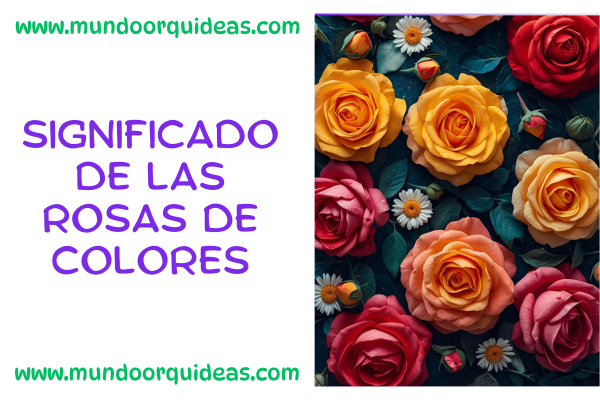 significado de las rosas de colores
