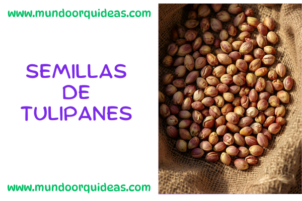 semillas de tulipanes