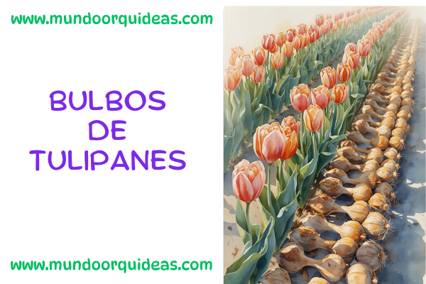 bulbos de tulipanes