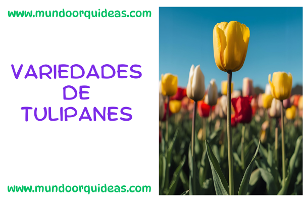 Variedades de tulipanes