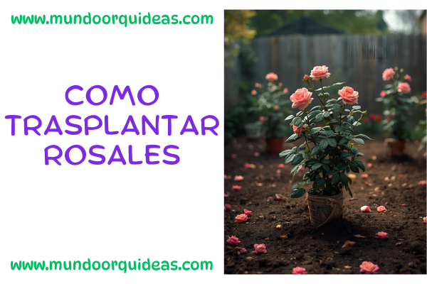 como trasplantar rosales
