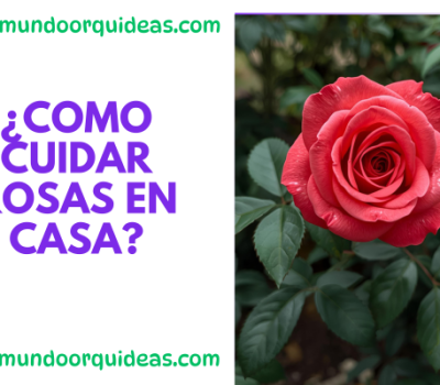 como cuidar rosas en casa