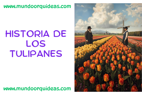 historia de los tulipanes