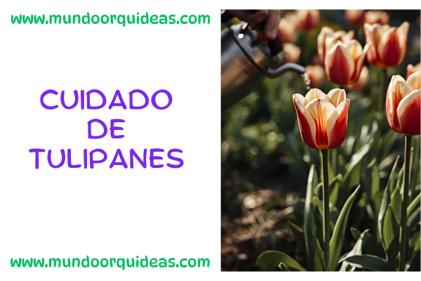 cuidado de tulipanes