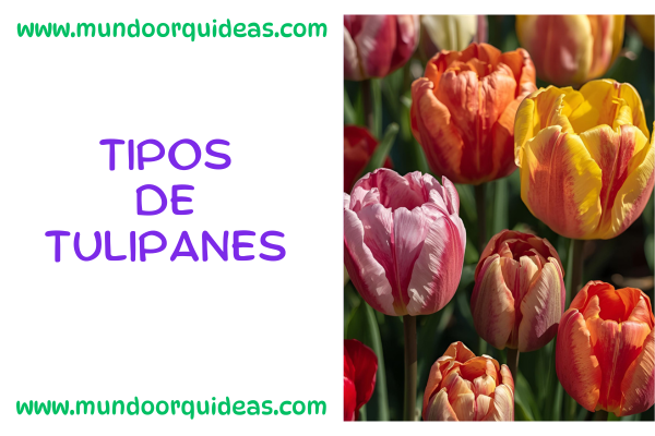 tipos de tulipanes