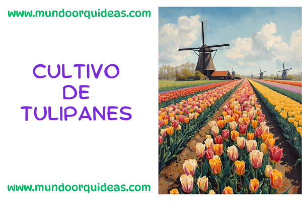 cultivo de tulipanes