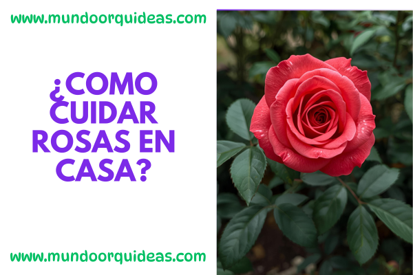 como cuidar rosas en casa
