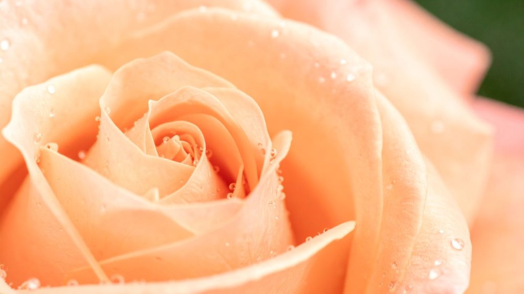 Variedades de rosas fragantes