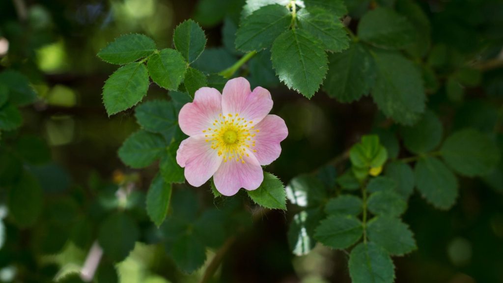 Diferencia entre rosas silvestres y cultivadas