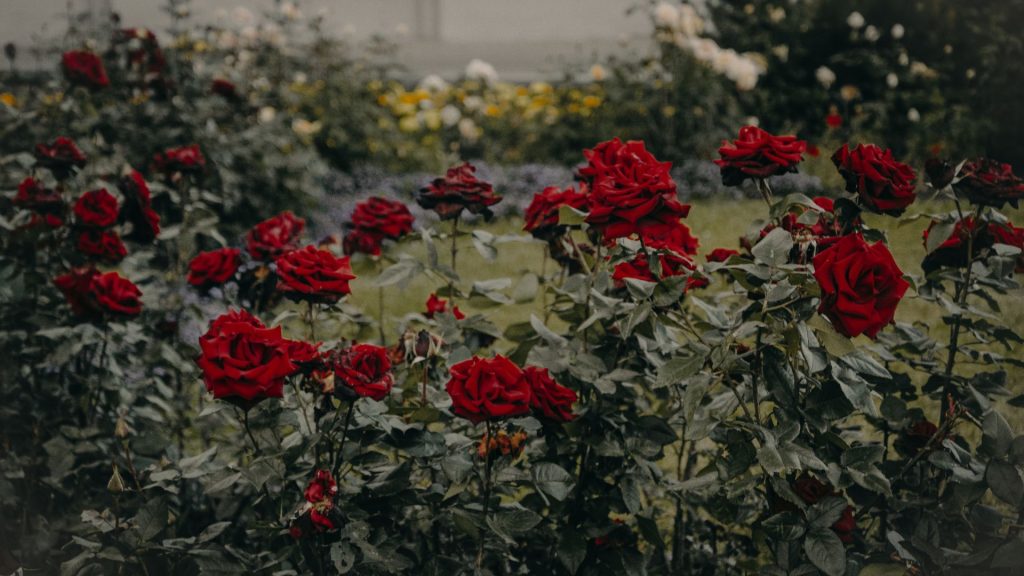 Variedades de rosas fragantes
