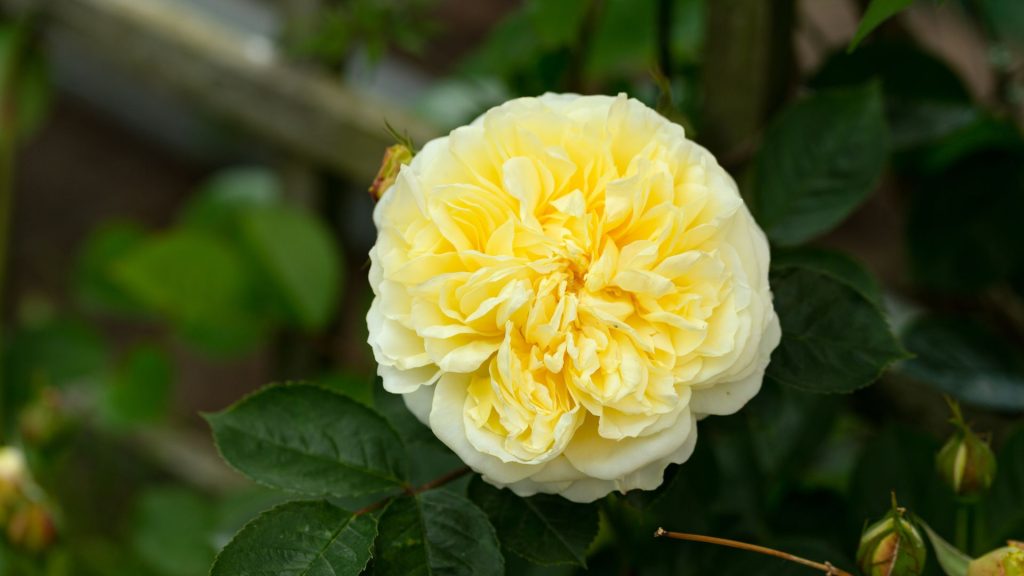 rosas que florecen rodo el año