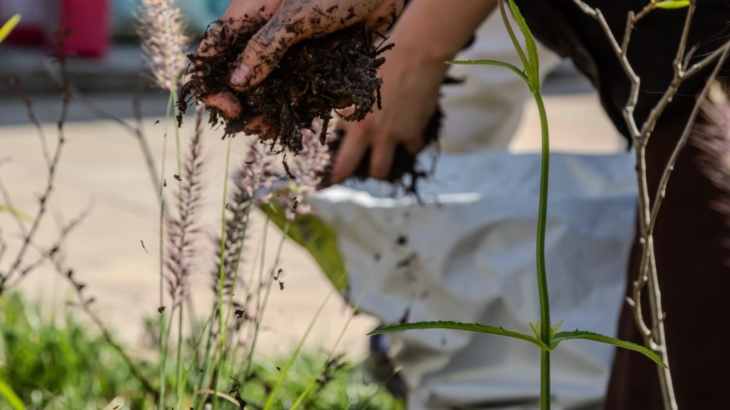 fertilizantes caseros para rosas
