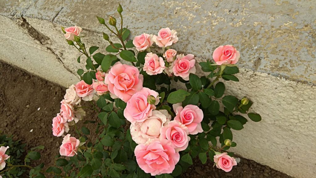 Diferencia entre rosas silvestres y cultivadas